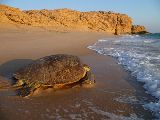 Foto: Oman: the Native Shore of Turtles